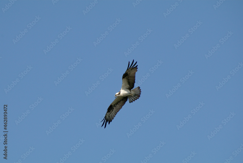 Obraz premium osprey in flight