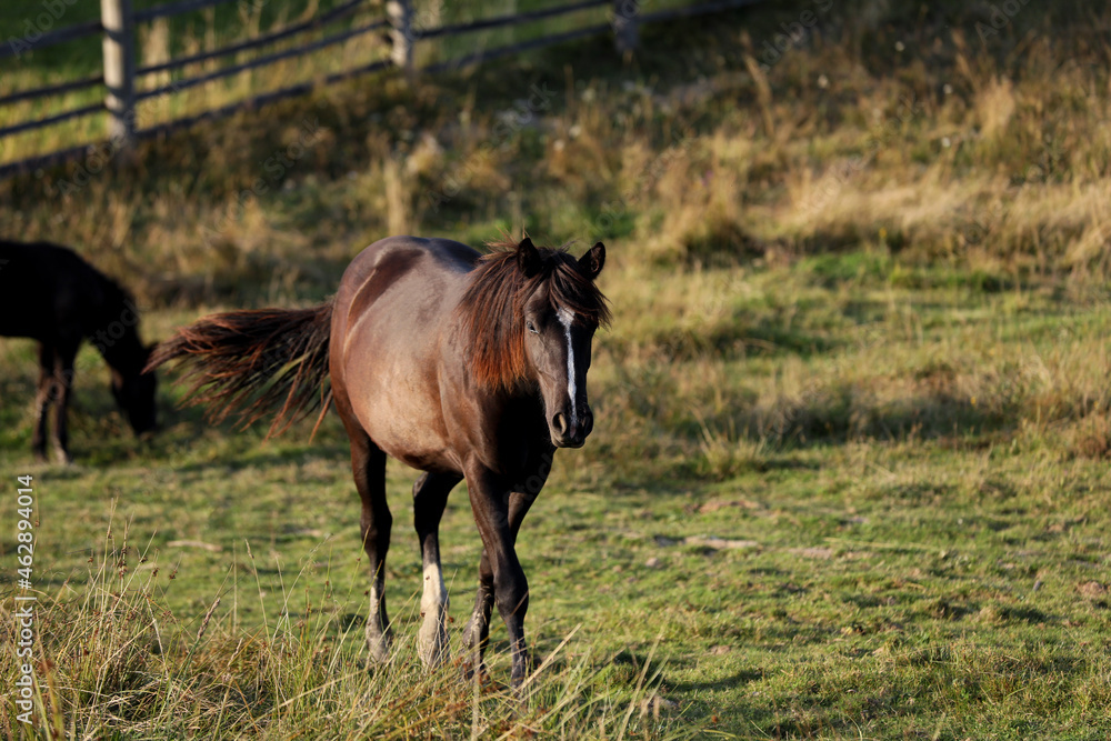 Beautiful horse in field on sunny day. Lovely domesticated pet Beautiful horse in field on sunny day. Lovely domesticated pet