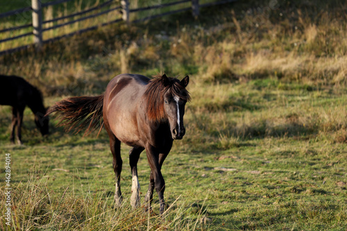 Beautiful horse in field on sunny day. Lovely domesticated pet © New Africa
