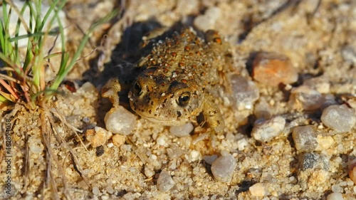 Natterjack toad (Epidalea calamita) in sand, juvenile baby frog in quarry photo