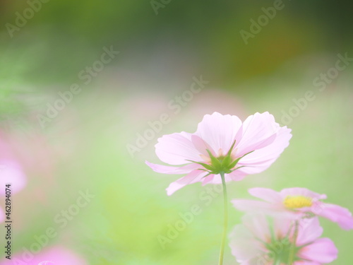 ふんわりかわいいコスモスの花 © hiro cafe