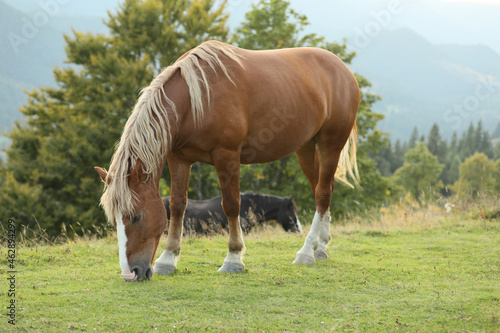 Beautiful horse grazing on green pasture. Lovely pet © New Africa