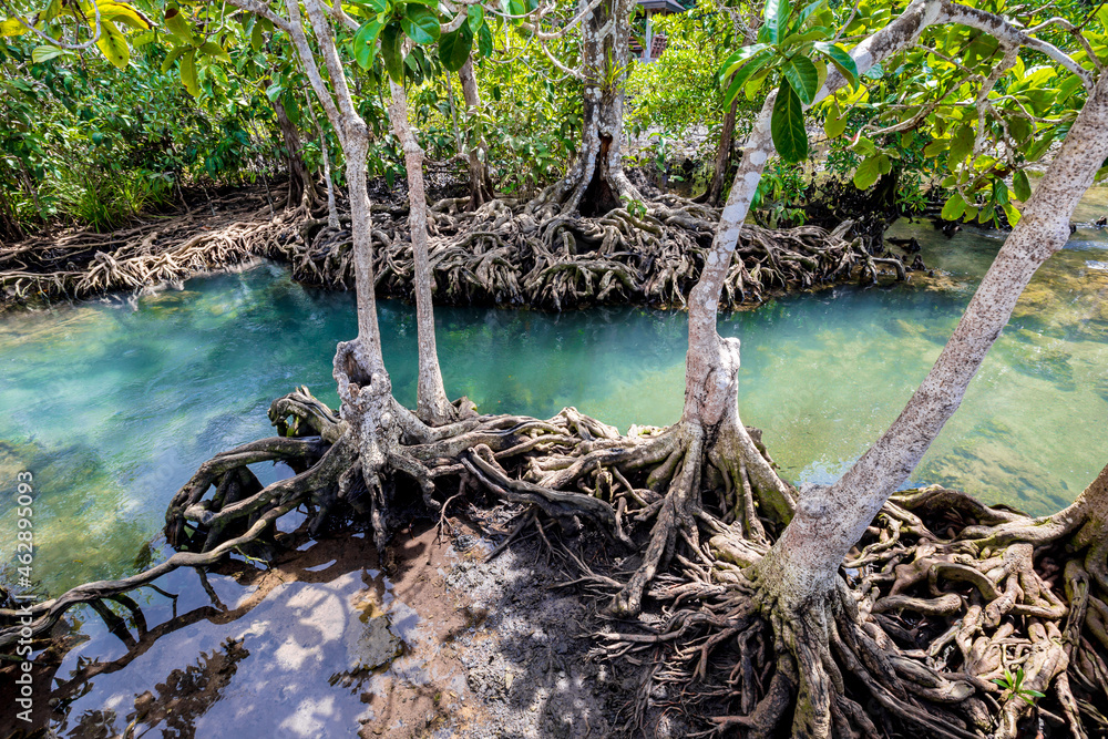 Tropical tree roots or Tha pom mangrove in swamp forest and flow water, Klong Song Nam, Thailand. Tropical tree roots or Tha pom mangrove in swamp forest and flow water, Klong Song Nam, Thailand.