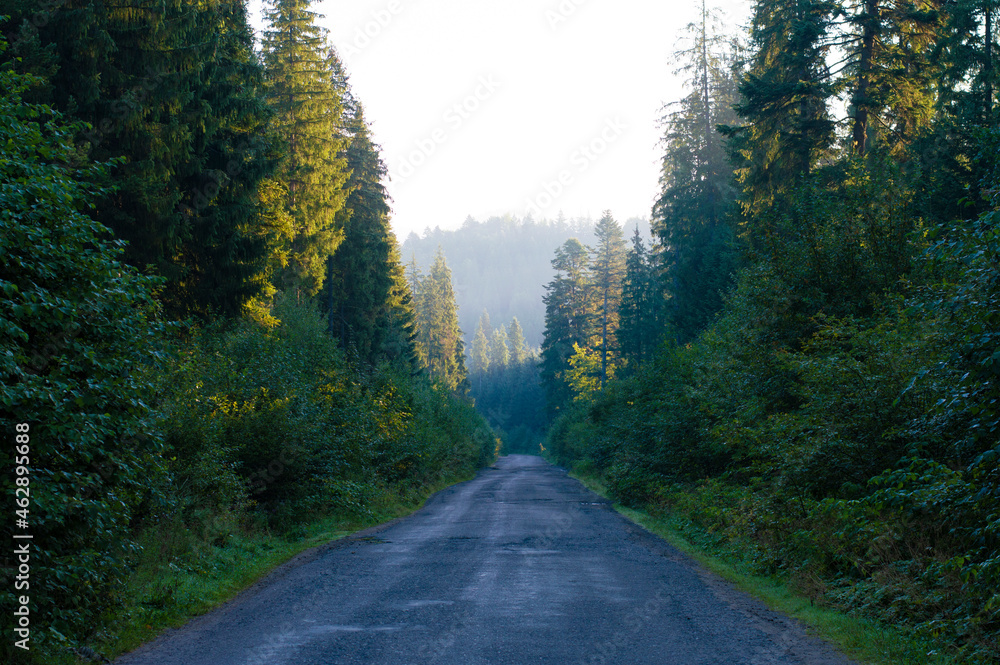 Fototapeta premium photo asphalt road in the forest