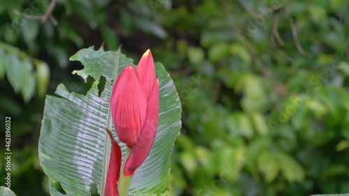 Musa laterita Cheesman banana flower with nature sounds. photo