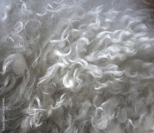White poodle fur in a closeup. Curly white clean dog hair.