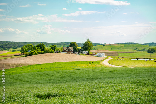 pole pola wieś wioska sielsko farma obszar wiejski pastwisko zielono podlasie suwalszczyzna photo