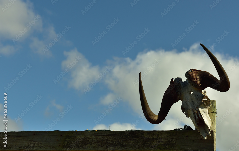 Fototapeta premium A pair of wildebeest horns and a skull attached to a post with dramatic clouds and blue sky behind it
