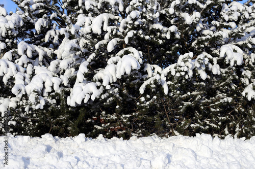 Beautiful white and snowy Finland winter scene in Espoo, Finland. Snowy trees in a closeup.