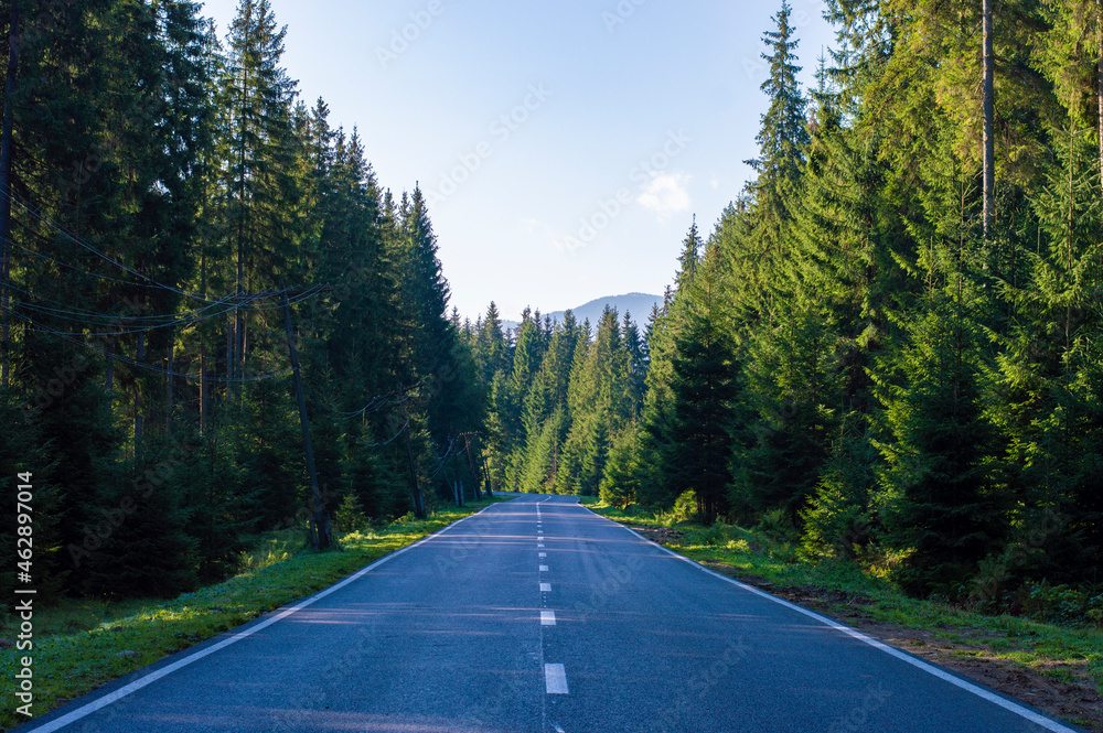 photo asphalt road in the forest photo asphalt road in the forest