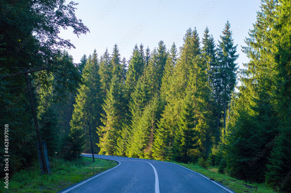 photo asphalt road in the forest