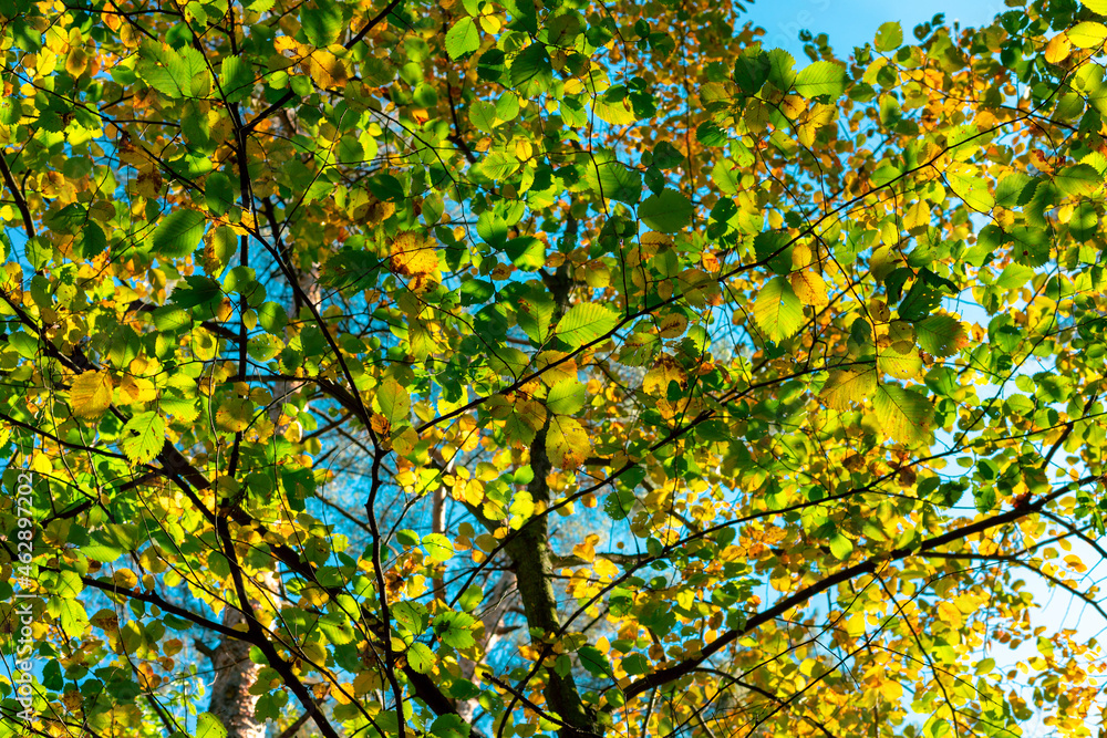 A tree with green and yellow leaves against the blue sky