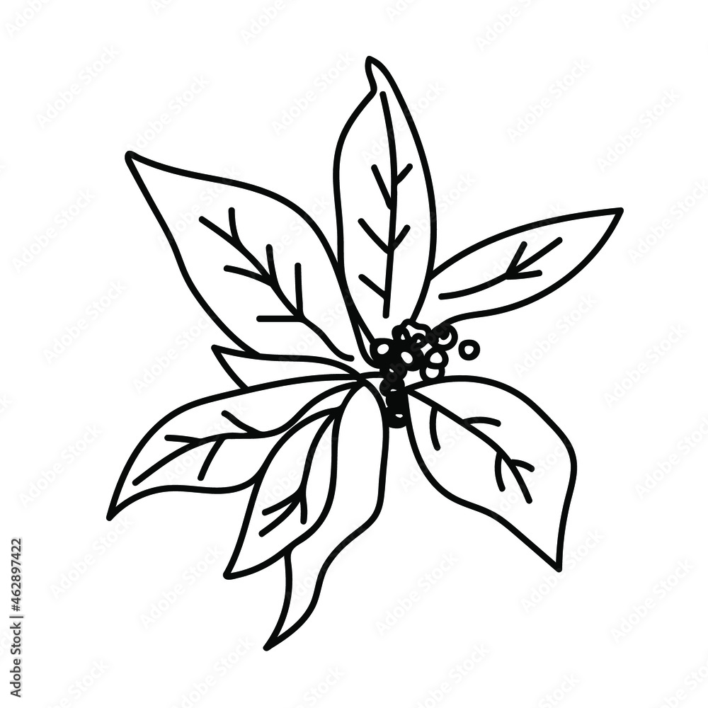Vector Simple Christmas plant in doodle style with black line on white background.Floral,winter,botanical,mininmalist hand drawn illustration.Design for stickers,packaging,web,printing,posters. Vector Simple Christmas plant in doodle style with black line on white background.Floral,winter,botanical,mininmalist hand drawn illustration.Design for stickers,packaging,web,printing,posters.