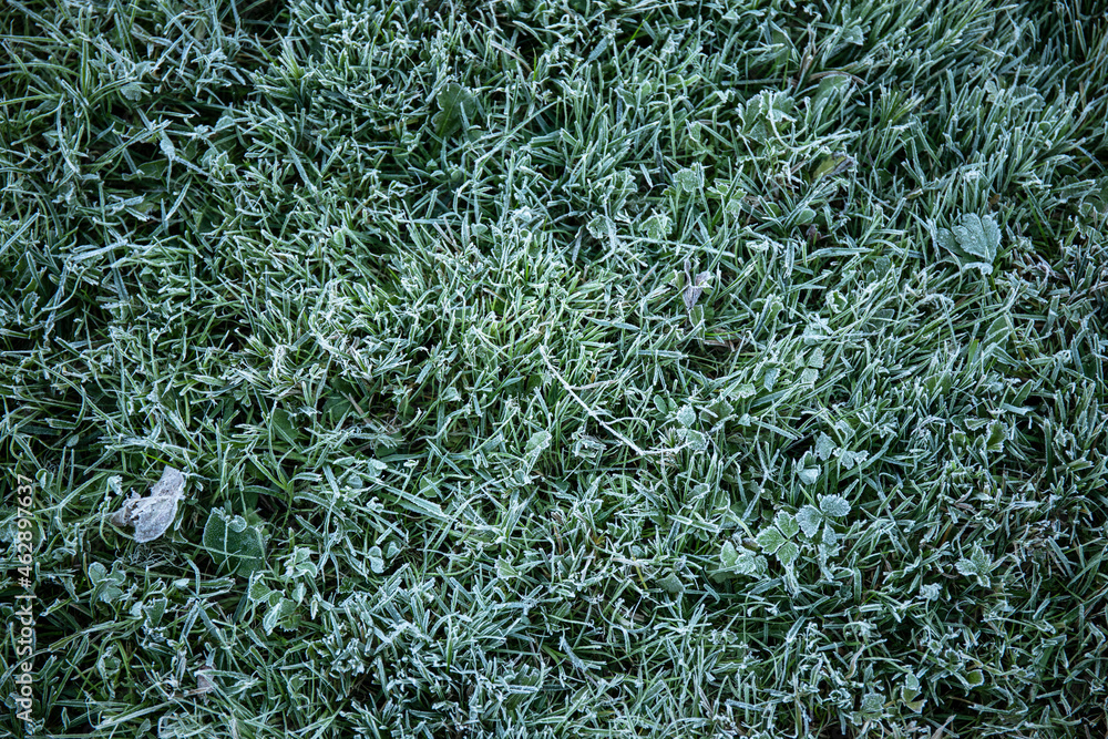 Hoar frost on the green grass in autumn morning Hoar frost on the green grass in autumn morning