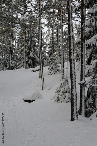 Beautiful white and snowy Finland winter scene in Espoo, Finland. Snowy forest with trees and ground covered with snow.