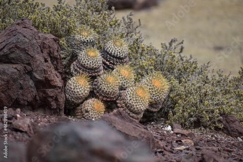 cactus