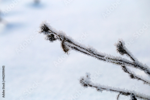 Beautiful white and snowy Finland winter scene in Espoo, Finland. Frozen tree branch.