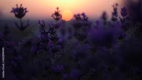 field of lavender flowers at sunset is swaying
