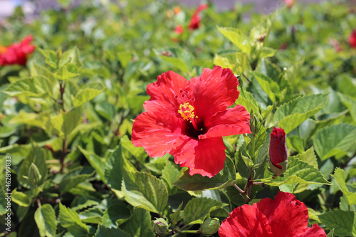 Red hibiscus flower in a garden in Cyprus.