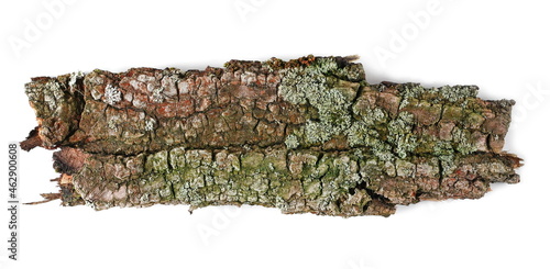 Green moss lichen and on oak tree bark isolated on white background, top view
