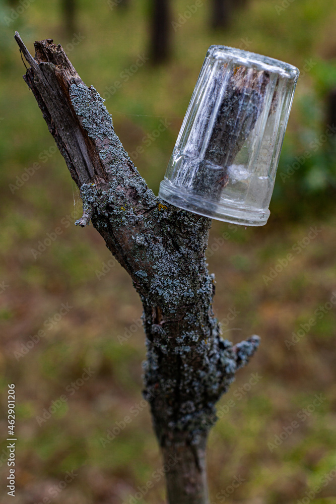 transparent glass cup hanging on a branch transparent glass cup hanging on a branch