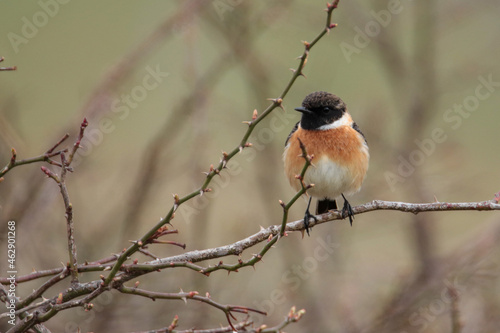 European Stonechat