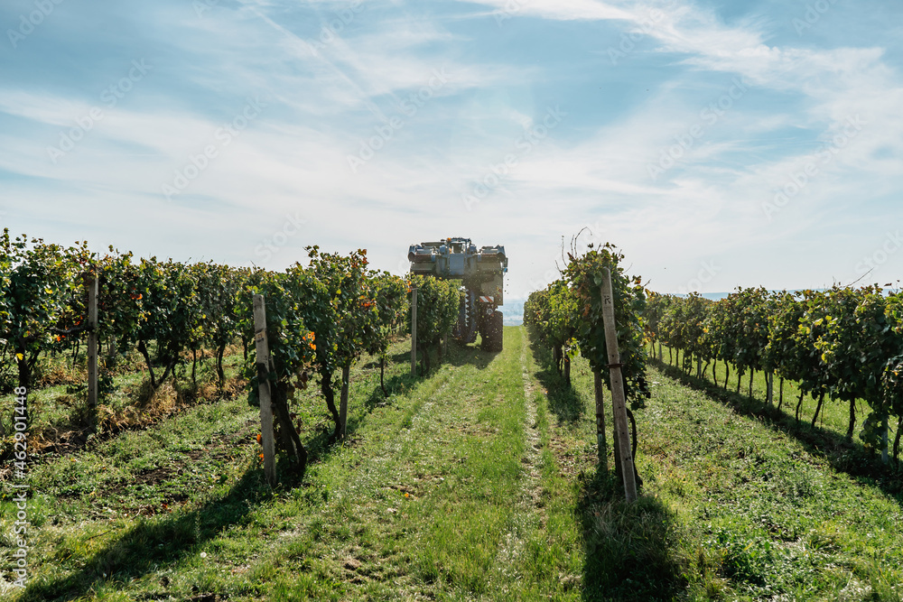 Combine harvester machine in vineyard,south Moravia.Wine making concept.Agricultural scene.Harvesting grapes with modern latest technologies.Autumn rows of vineyards with tractor.Mechanical harvesting