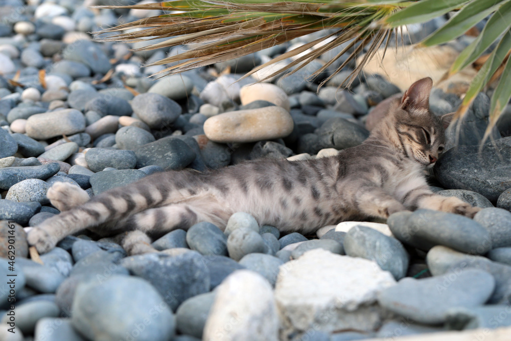 Grey homeless street cat in Cyprus during a summer evening. Grey homeless street cat in Cyprus during a summer evening.