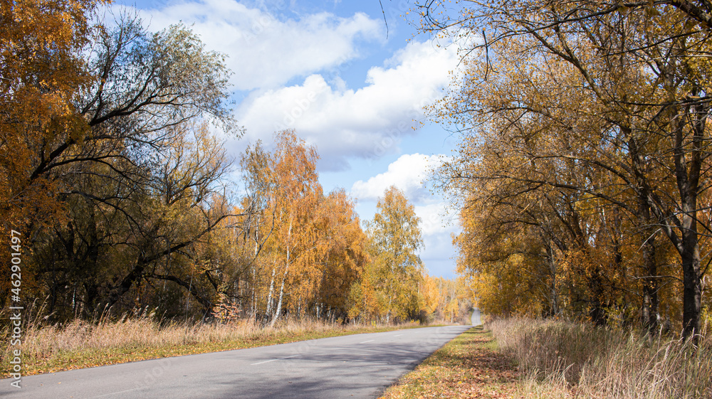 The road in the forest in autumn
