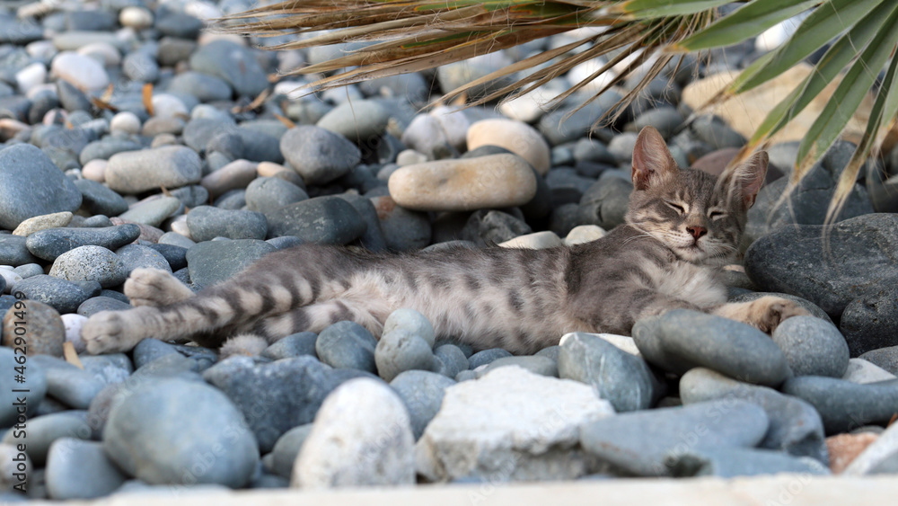 Grey homeless street cat in Cyprus during a summer evening.