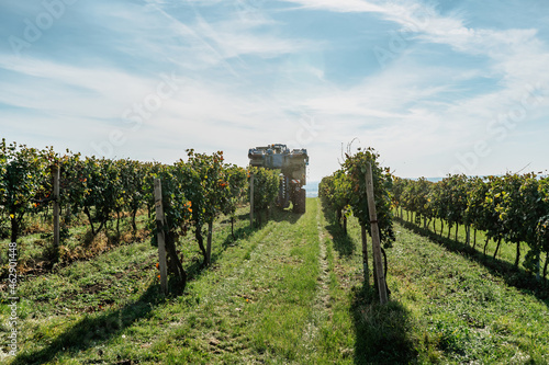 Combine harvester machine in vineyard,south Moravia.Wine making concept.Agricultural scene.Harvesting grapes with modern latest technologies.Autumn rows of vineyards with tractor.Mechanical harvesting