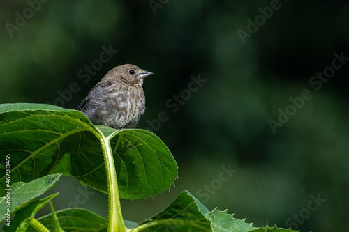 Bird on a Leaf