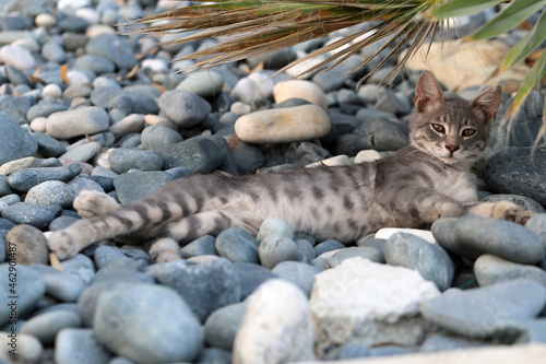 Grey homeless street cat in Cyprus during a summer evening. © Nora