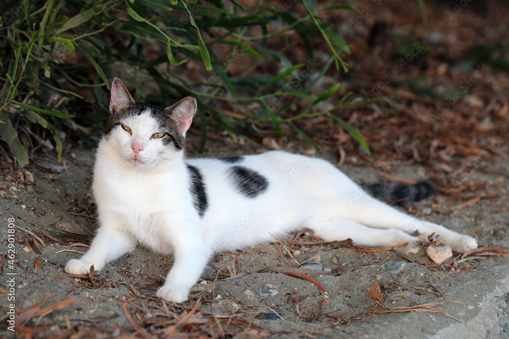 Homeless cat in Cyprus during a summer evening. Homeless cat in Cyprus during a summer evening.
