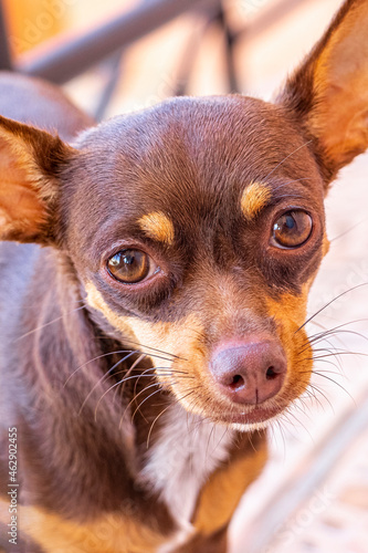 Mexican brown Chihuahua dog portrait looking lovely and cute Mexico. © arkadijschell