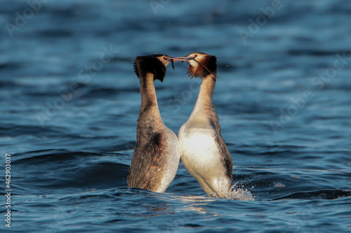 courting Great Crested Grebe