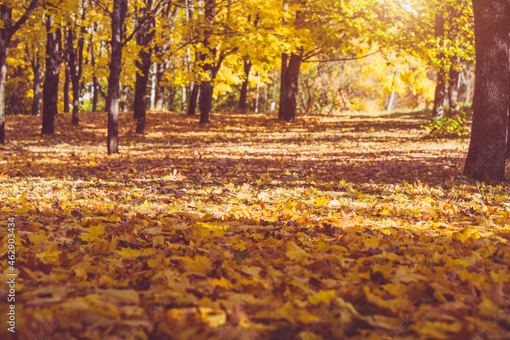 Autumn background - view of the city Park in October
Autumn background - view of the city Park in October