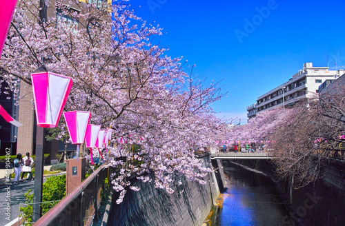 春の目黒川桜まつり