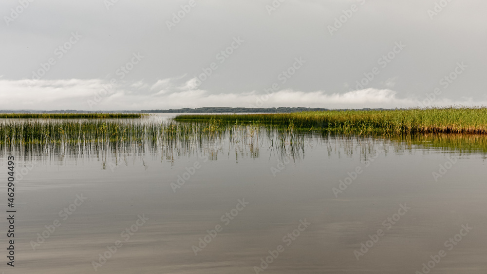 reeds in lake or river in cloudy weather