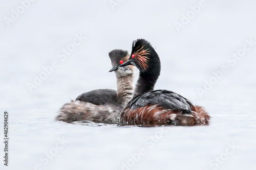 Black-necked Grebe summer and winter dress