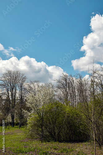 Deciduous trees and shrubs in arboretum against background of blue sky with fluffy white clouds. Green grass covered ground. Vertical photo. Selective focus.