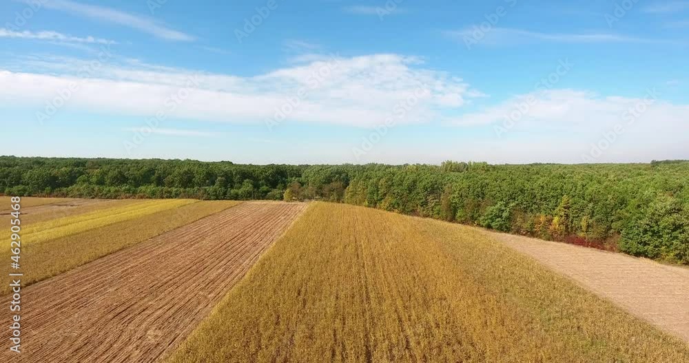 Aerial view of wheat harvest with an ecological forest, agriculture land Aerial view of wheat harvest with an ecological forest, agriculture land