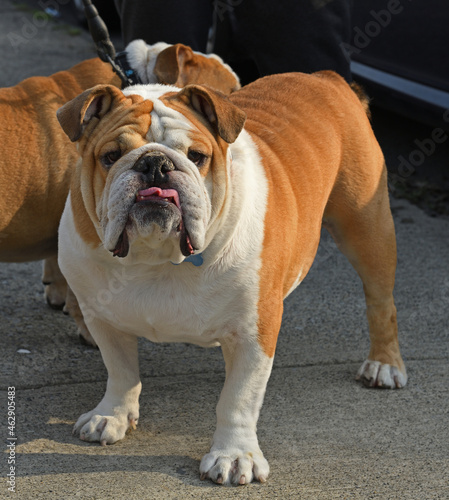 Handsome English Bulldog (British Bulldog), medium-sized dog breed