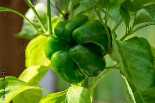 A closeup of a fresh lush green bell pepper growing on a plant in a greenhouse. The large whole organic vegetables has thick rich green skin. The raw organic vegetable grows among vibrant green leaves