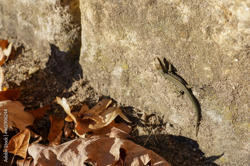 A lizard on a sandstone wall photo