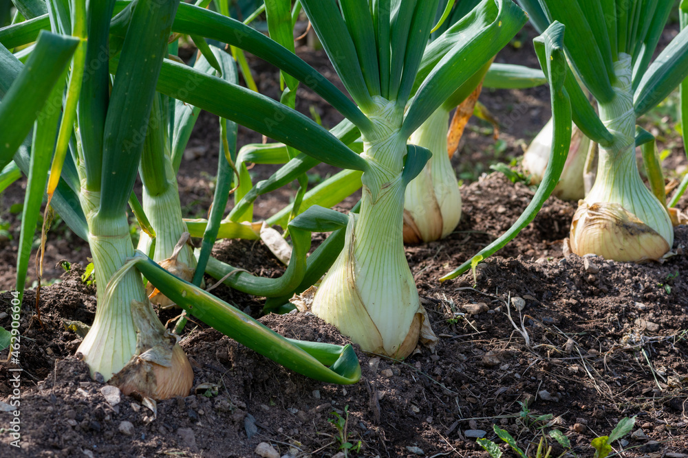 Obraz premium Raw white onions with long thick green stalks attached to the bulb. The bottom of the onions has long thin dried roots. The bulbs are pure white papery skin, sweet, and mild white flesh.