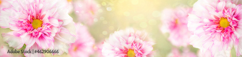  Blurry. delicate soft sweet colors banner with pink flowers of cosmea cosmos.For a summer or feminine concept. Sunny bokeh on flowers and background