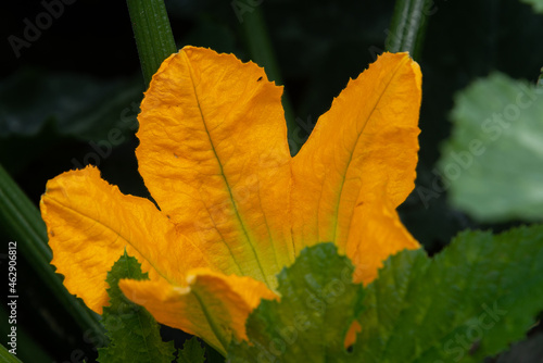 A close up of a vibrant yellow edible flower from a zucchini plant. The blossom is among green foliage from an organic vegetable. The marrow plant is in a field on a farm. 