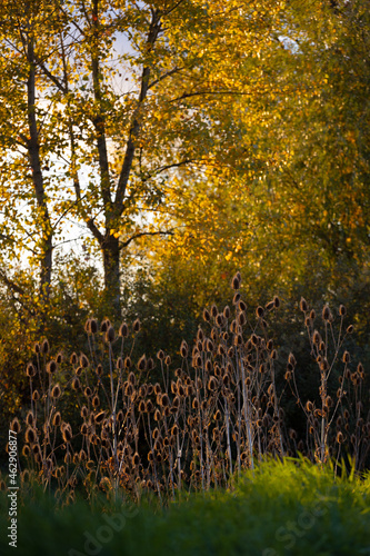 Fototapeta Naklejka Na Ścianę i Meble -  złota jesień z pięknymi jesiennymi kolorami w tle i pąkami na pierwszym planie 