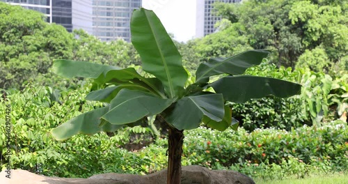 a single banana tree in Central, Hong Kong Island